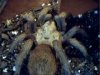 First tarantula 004.jpg