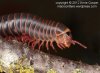 millipede Narceus annularis cropped wm © Ernie Cooper sm for post.jpg