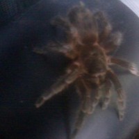 My spider, Vriska