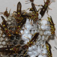 Polistes exclamans - Paper Wasp Nest