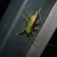 leaf-rolling cricket