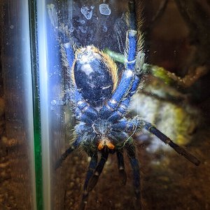 3.5" Chromatopelma cyaneopubescens [ventral sexing] [1/3]