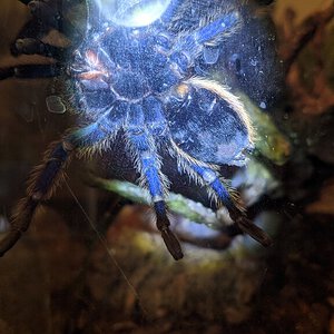 3.5" Chromatopelma cyaneopubescens [ventral sexing] [2/3]