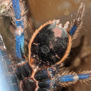 3.5" Chromatopelma cyaneopubescens [ventral sexing] [3/3]