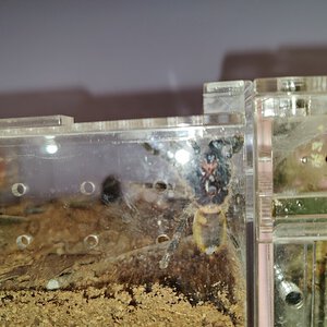 Ceratogyrus darlingi 2 inch 1/2