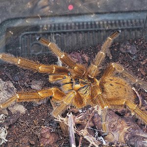 OBT - What locality?