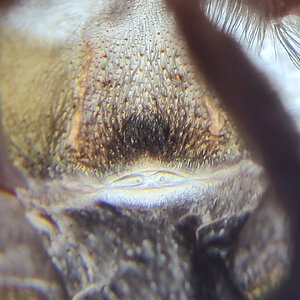 Thrixopelma longicolli male 4"DLS