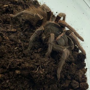 Given to me as a theraphosa, doesn’t look like one