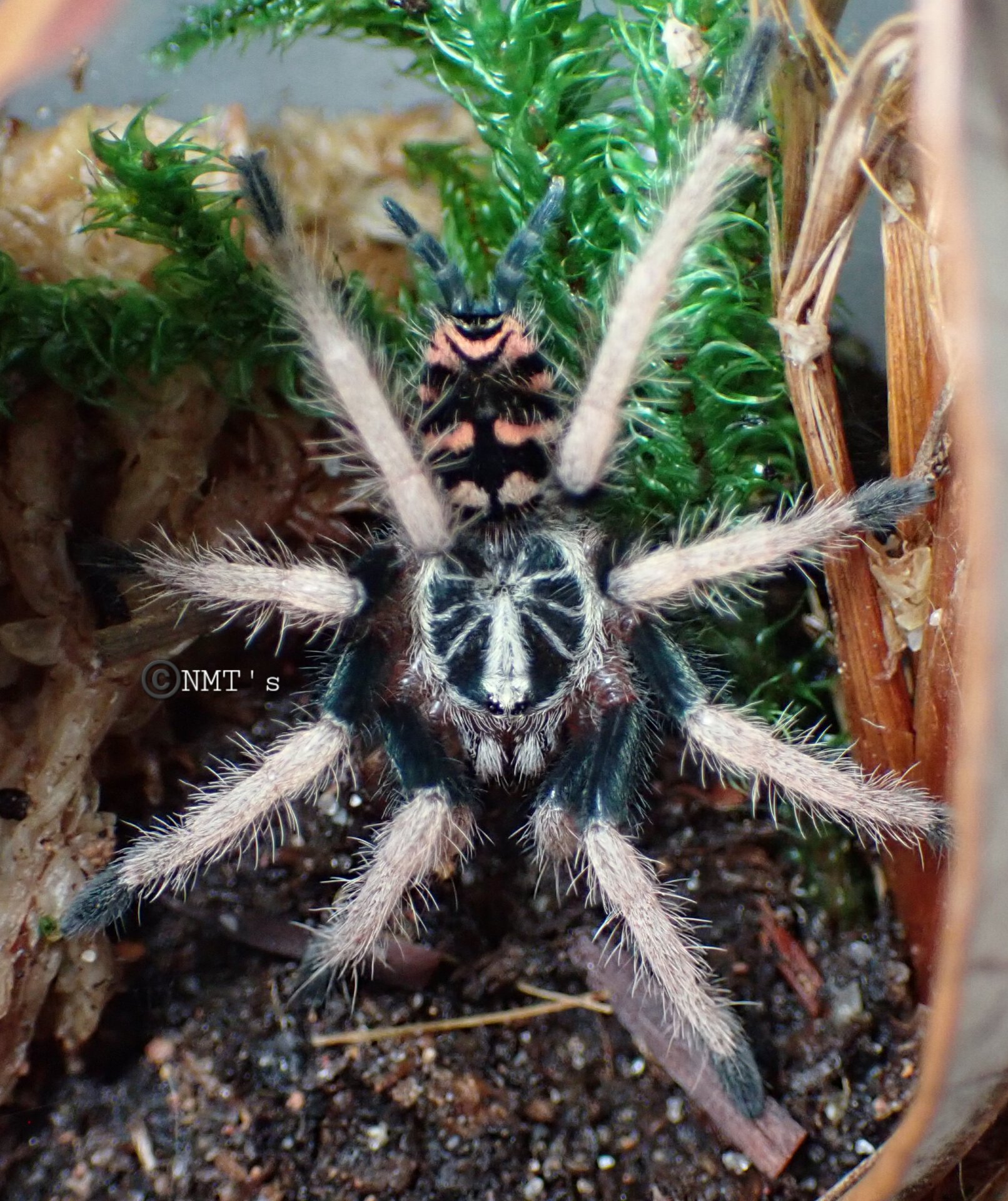 0.0.1 Theraphosidae sp. Colombia - 1.125" DLS