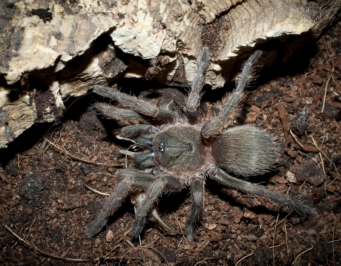 Neischnocolus sp. Colombia 2" Adult Female